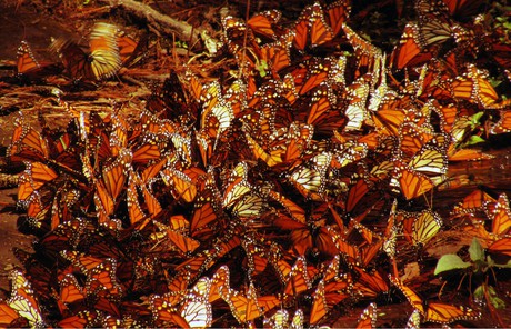 Image result for kaleidoscope of butterflies
